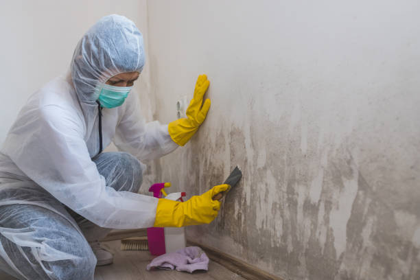 Best Attic Mold Removal  in South Plainfield, NJ