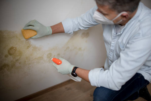 Best Mold Removal Company Near Me  in South Plainfield, NJ