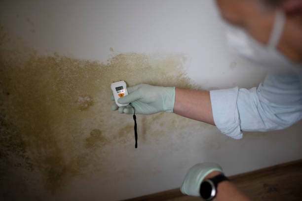 Best Toxic Mold Removal  in South Plainfield, NJ