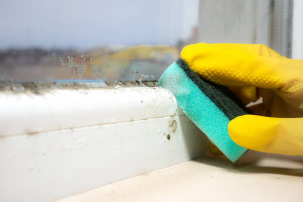 Best Mold Removal Company Near Me  in South Plainfield, NJ