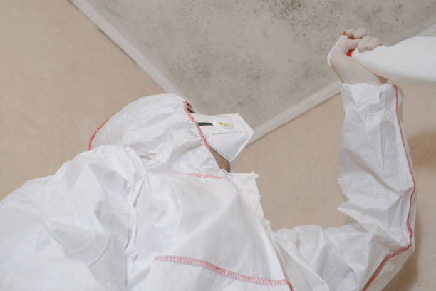 South Plainfield, NJ Mold Removal Company