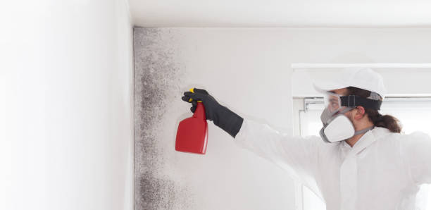 Best Commercial Mold Removal  in South Plainfield, NJ