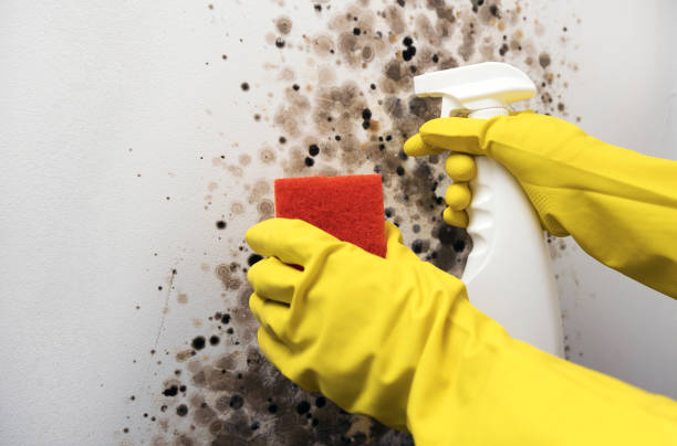 Best Mold Removal Process  in South Plainfield, NJ