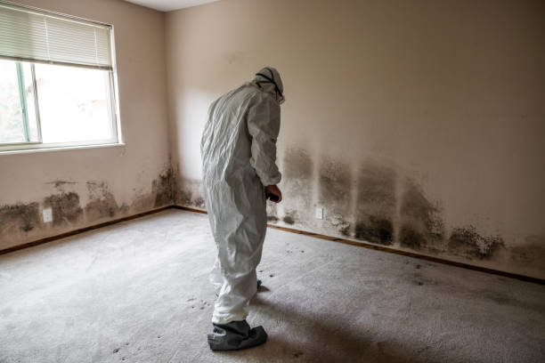 Best Certified Mold Removal  in South Plainfield, NJ